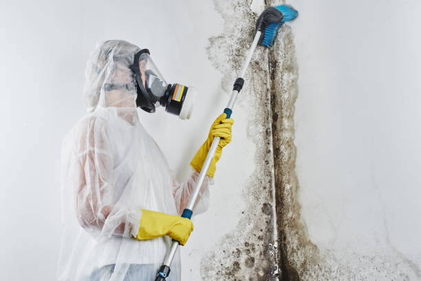 Biohazard Mold Removal in Dearborn, MI